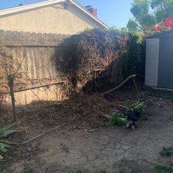 Hernández Tree Services - Bush on side of house after being removed - Tree Services Near Me