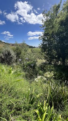 Mission Estate Winery by null