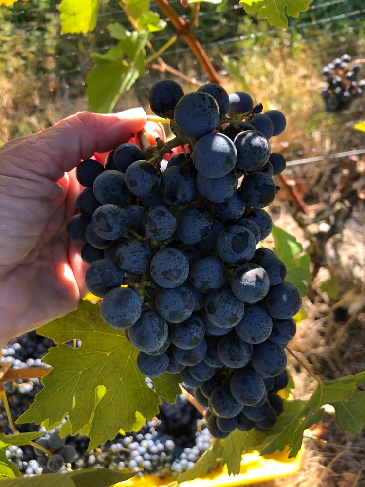 COOL RIDGE VINEYARD Updated June 2024 17 Photos 19638 Cool Hollow