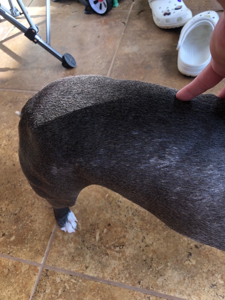 OAHU MOBILE GROOMING OMG Updated September 2024 10 Photos & 12