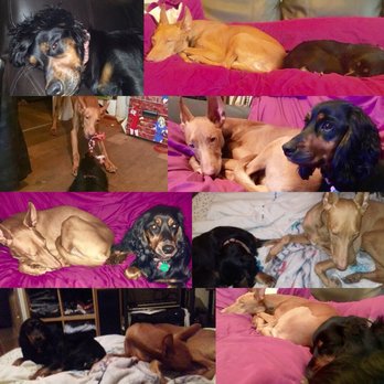 Russells Animal Adventures - Home Boarding - Dog Walkers Near Me - Brighton, BNH Russells Animal Adventures - Home Boarding - Dog Walkers Near Me - Brighton, BNH