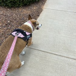 BowWow & Meow Pet Sitting - Charli walking with Kimberly