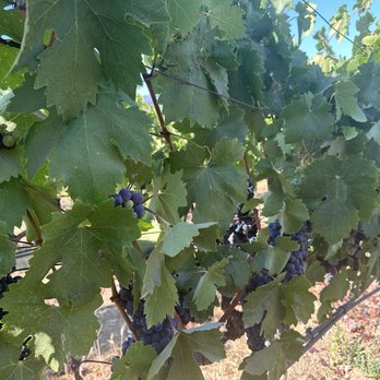 Robert Biale Vineyards - Wine Tours Near Me - Napa, California