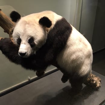 Museum für Naturkunde - Panda bears!!! - Museums Near Me - Berlin, BE Museum für Naturkunde - Panda bears!!! - Museums Near Me - Berlin, BE