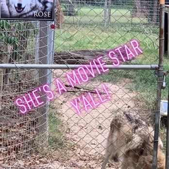 Saint Francis Wolf Sanctuary - Animal Shelters Near Me - Navasota, Texas Saint Francis Wolf Sanctuary - Animal Shelters Near Me - Navasota, Texas
