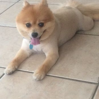 PetSmart - They did such a great job w my Pomeranians cut!! Ask for Sarah :)!! - Pet Stores Near Me - Fort Lauderdale, Florida PetSmart - They did such a great job w my Pomeranians cut!! Ask for Sarah :)!! - Pet Stores Near Me - Fort Lauderdale, Florida
