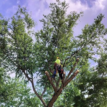 Weber Tree Care - Tree Services Near Me - Hugo, Minnesota Weber Tree Care - Tree Services Near Me - Hugo, Minnesota