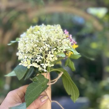 Western Hills Garden - Free Bouquet. - Nurseries & Gardening Near Me - Occidental, California Western Hills Garden - Free Bouquet. - Nurseries & Gardening Near Me - Occidental, California
