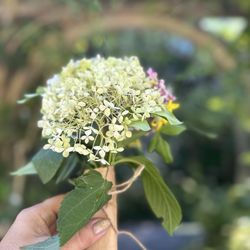 Western Hills Garden - Free Bouquet.