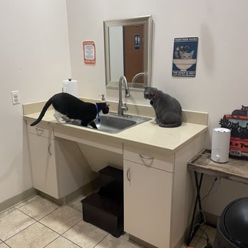 The Charming Cat Corner - Kitties loving the sink (first time we saw the cat we ended up adopting!) - Pet Stores Near Me - Lewisville, Texas The Charming Cat Corner - Kitties loving the sink (first time we saw the cat we ended up adopting!) - Pet Stores Near Me - Lewisville, Texas