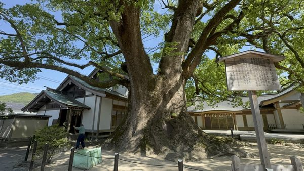 Dazaifu-tenmangu Shrine by null