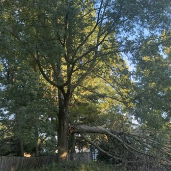 Kevin The Tree Guy - Tree Services Near Me - Girard, Ohio