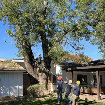 Core Tree Service - Tree Services Near Me - Glendale, Arizona