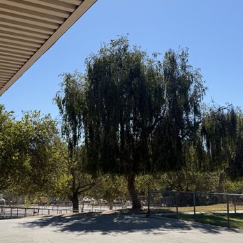 Eagle Rock Recreation Center - Nice large willow tree - Recreation Centers Near Me - Los Angeles, California Eagle Rock Recreation Center - Nice large willow tree - Recreation Centers Near Me - Los Angeles, California