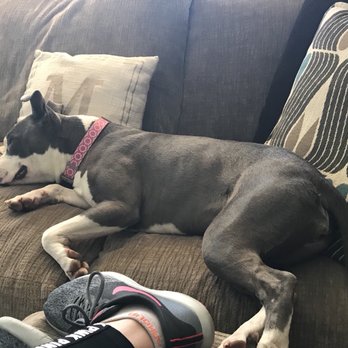 Haven Pet Center - She is beat from her day ! - Animal Shelters Near Me - San Jacinto, California Haven Pet Center - She is beat from her day ! - Animal Shelters Near Me - San Jacinto, California