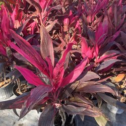 Cypress Nursery