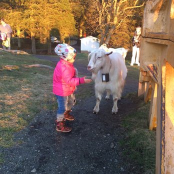 Fløibanen - Hi Billy Goat, you are so cute! - Tours Near Me - Bergen, 12