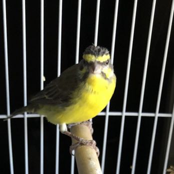 Magnolia Bird Farm - CHIWEE! He has such a sweet song and sings every day. He also loves to bathe! - Pet Stores Near Me - Anaheim, California