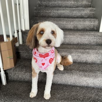 SoftPaws Pet Spa & Boutique - Lincoln our Australian Mountain Doodle after his grooming! - Pet Groomers Near Me - Parker, Colorado SoftPaws Pet Spa & Boutique - Lincoln our Australian Mountain Doodle after his grooming! - Pet Groomers Near Me - Parker, Colorado