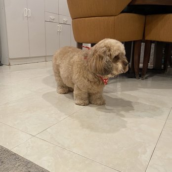 Golden Mobile Grooming - Pet Groomers Near Me - Miami, Florida Golden Mobile Grooming - Pet Groomers Near Me - Miami, Florida
