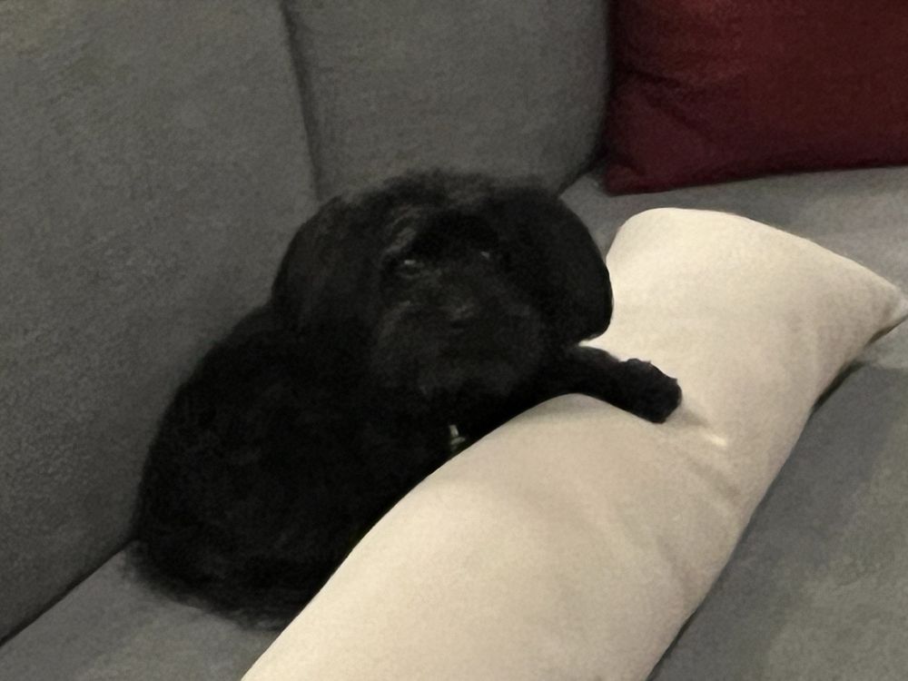 SPLASH AND DASH GROOMERIE & BOUTIQUE Updated October 2024 33 Photos