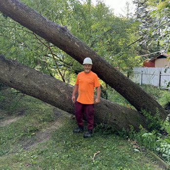 Airbourne Tree Service - Tree Services Near Me - Indianapolis, Indiana