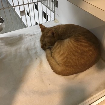 CONNECTICUT HUMANE SOCIETY - Updated February 2026 - 94 Photos & 37
