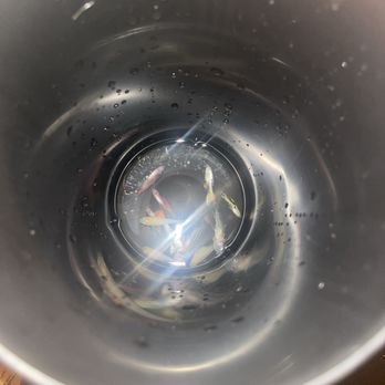 Lotus Aquarium - Bought water for my water change today and the water killed my fish - Aquarium Services Near Me - Lawndale, California Lotus Aquarium - Bought water for my water change today and the water killed my fish - Aquarium Services Near Me - Lawndale, California