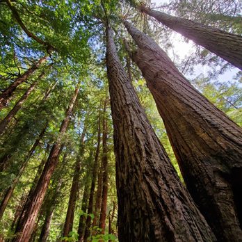 Mill Creek Trail - Tall redwoods - Hiking Near Me - Big Sur, California