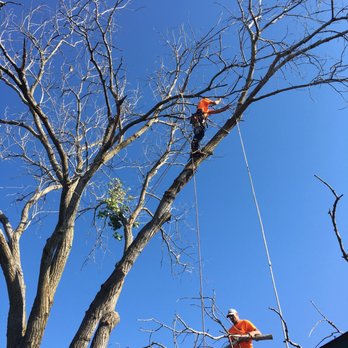 Billy's Tree Service - Tree Services Near Me Billy's Tree Service - Tree Services Near Me