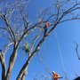 Photo of Billy's Tree Service