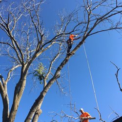 Billy's Tree Service