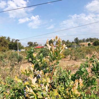 Underwood Farm Market - Fruits & Veggies Near Me - Somis, California Underwood Farm Market - Fruits & Veggies Near Me - Somis, California