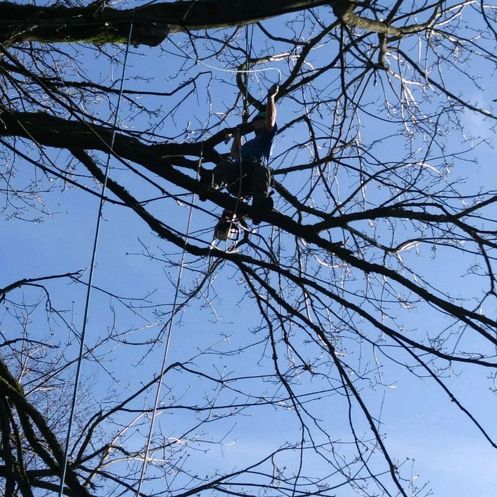 For The Love of Trees - tree service in Seattle, WA