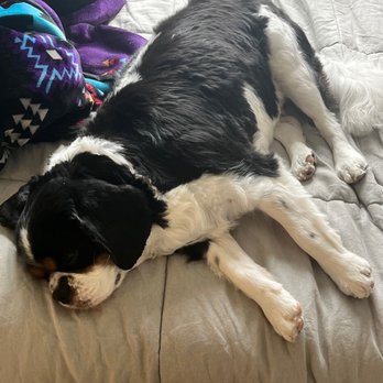 Dog Spaw - Kent - His ears are so sad. All his beautiful fur gone. He looks nothing like himself. We are heartbroken. - Pet Groomers Near Me - Kent, Washington Dog Spaw - Kent - His ears are so sad. All his beautiful fur gone. He looks nothing like himself. We are heartbroken. - Pet Groomers Near Me - Kent, Washington
