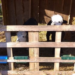 Sophie's Safe Haven - Maggie and Lucia.
