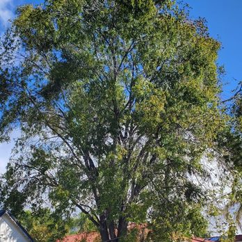 Reynaldo Landscape Inc. - This large ash tree unfortunately had to be removed. Before removal it was about 60-70 feet tall and over 12 feet circumference. A big tree! - Landscaping Near Me - La Habra, California Reynaldo Landscape Inc. - This large ash tree unfortunately had to be removed. Before removal it was about 60-70 feet tall and over 12 feet circumference. A big tree! - Landscaping Near Me - La Habra, California