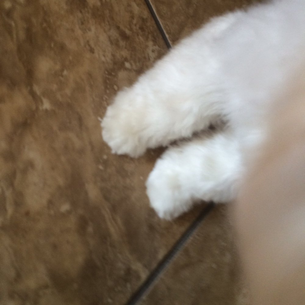 Shedding Clean Pet Grooming - His fluffy feet from the "Bath and Brush" Special - Pet Groomers Near Me - Phoenix, Arizona Shedding Clean Pet Grooming - His fluffy feet from the "Bath and Brush" Special - Pet Groomers Near Me - Phoenix, Arizona