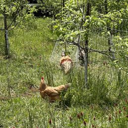 Chicken coop!! Chicken coop!!