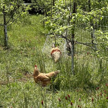 Courthouse Creek Cider - Chicken coop!! - Cideries Near Me - Maidens, Virginia Courthouse Creek Cider - Chicken coop!! - Cideries Near Me - Maidens, Virginia