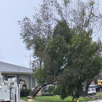 Antonio Hidalgo's Tree Service - Tree Services Near Me Antonio Hidalgo's Tree Service - Tree Services Near Me