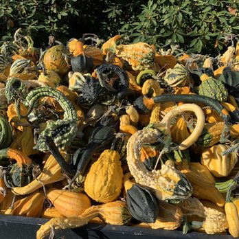 Gordon Skagit Farms - Fruits & Veggies Near Me - Mount Vernon, Washington Gordon Skagit Farms - Fruits & Veggies Near Me - Mount Vernon, Washington