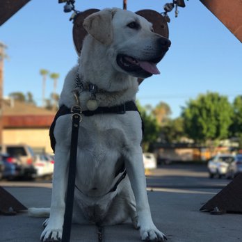 Black Sheep Service Dogs - Pet Training Near Me Black Sheep Service Dogs - Pet Training Near Me