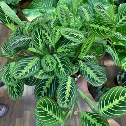 Planttas Plant Shop - Prayer Plant (Maranita)