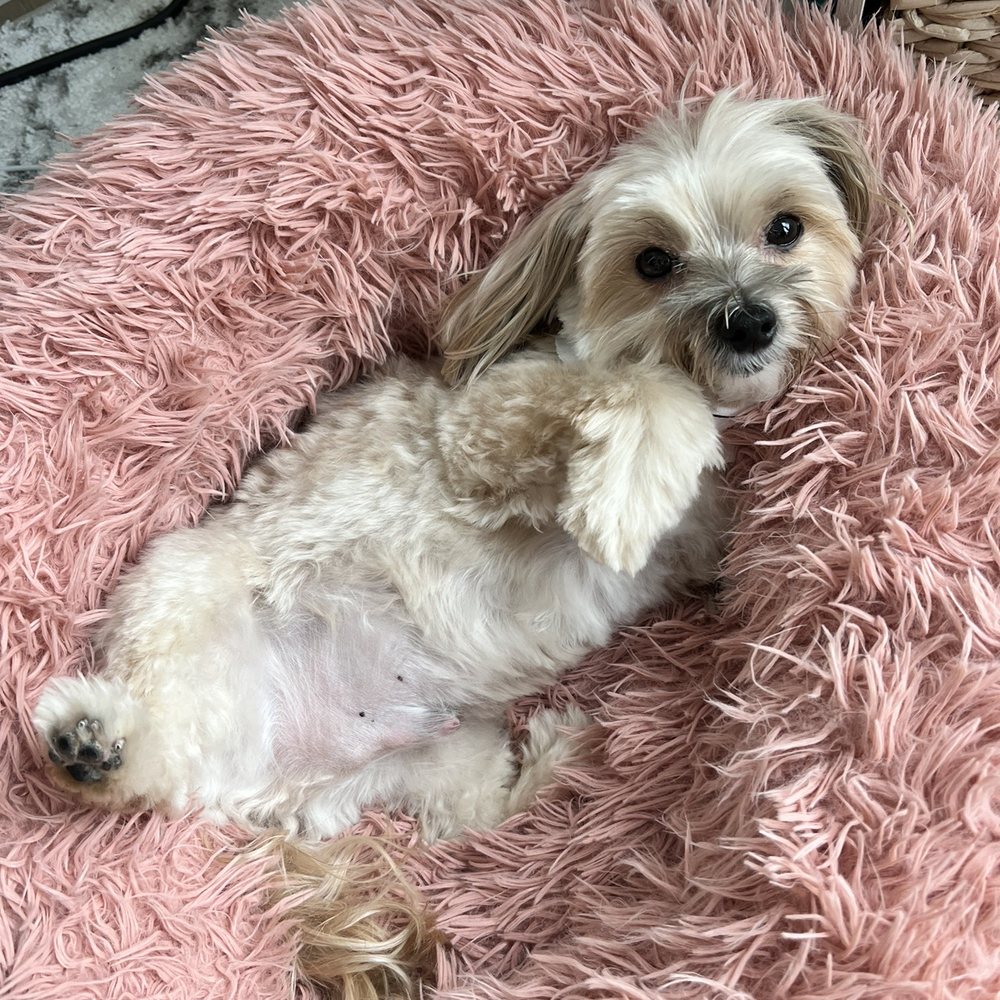 East Side Pet Ranch - My dapper furbaby so relaxed and happy today after the groomers! - Pet Boarding Near Me - Austin, Texas East Side Pet Ranch - My dapper furbaby so relaxed and happy today after the groomers! - Pet Boarding Near Me - Austin, Texas
