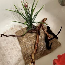 Superway Aquarium - Branches and plant (post disinfection, but still gorgeous.)