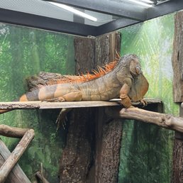Iguana Iguana