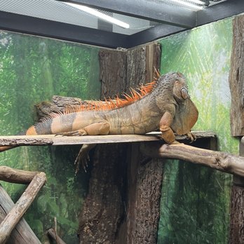 My Three Chambered Heart - Iguana - Museums Near Me - Gum Spring, Virginia My Three Chambered Heart - Iguana - Museums Near Me - Gum Spring, Virginia