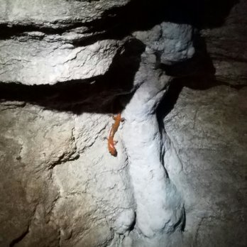Smallin Civil War Cave - Salamander - Historical Tours Near Me - Ozark, Missouri Smallin Civil War Cave - Salamander - Historical Tours Near Me - Ozark, Missouri