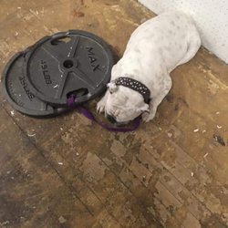Loading Zone Bar and Casino - Save this poor dog! Let me know if you can help!